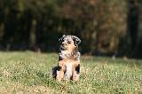 BERGER AUSTRALIEN PUPPIES 744